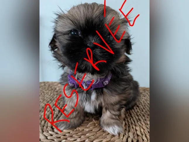Magnifiques chiots Shih Tzu pure race à réserver thumbnail 6