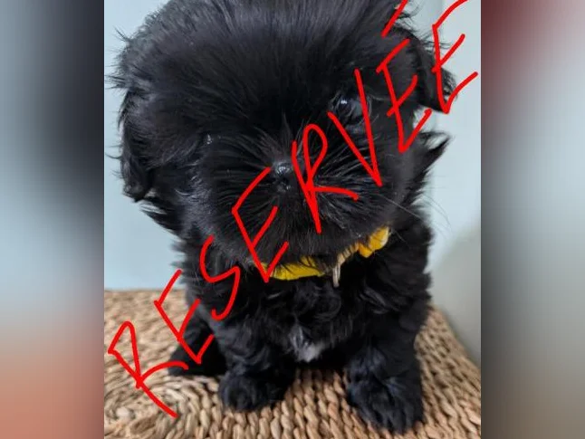 Magnifiques chiots Shih Tzu pure race à réserver thumbnail 7
