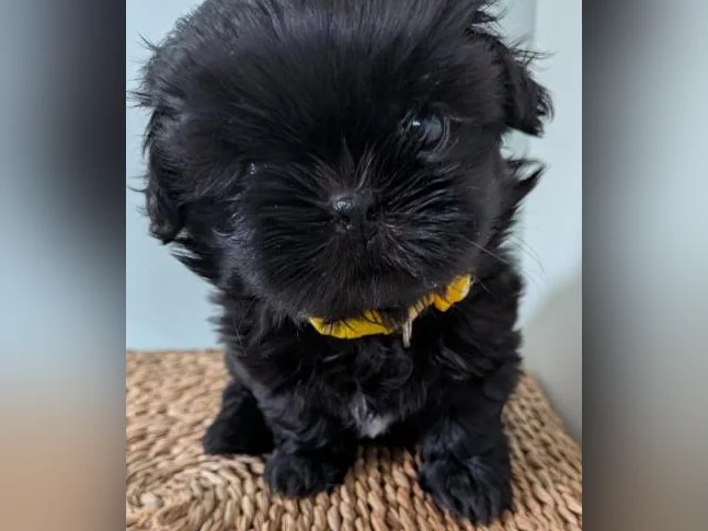 Magnifiques chiots Shih Tzu pure race à réserver thumbnail 10