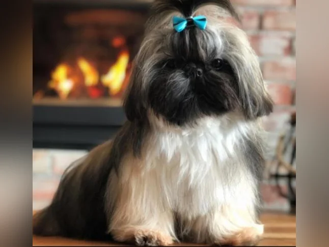 Magnifiques chiots Shih Tzu pure race à réserver thumbnail 9