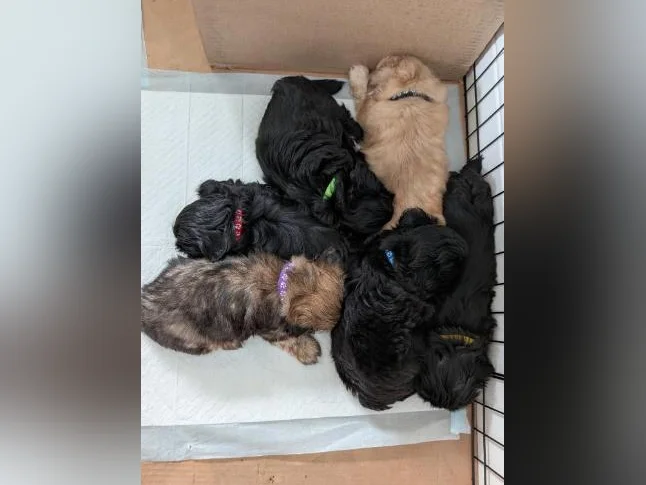 Magnifiques chiots Shih Tzu pure race à réserver thumbnail 2
