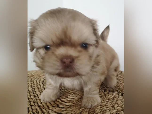 Magnifiques chiots Shih Tzu pure race à réserver thumbnail 5