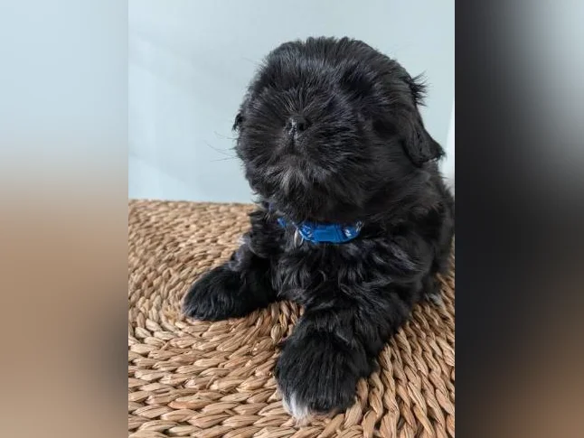 Magnifiques chiots Shih Tzu pure race à réserver thumbnail 4