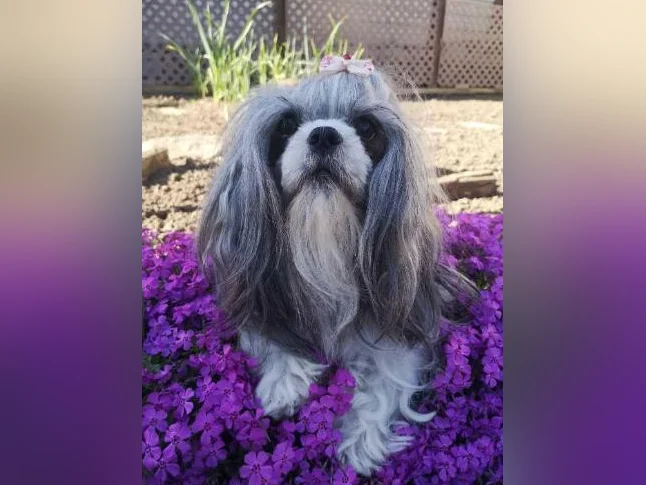 Magnifiques chiots Shih Tzu pure race à réserver thumbnail 8