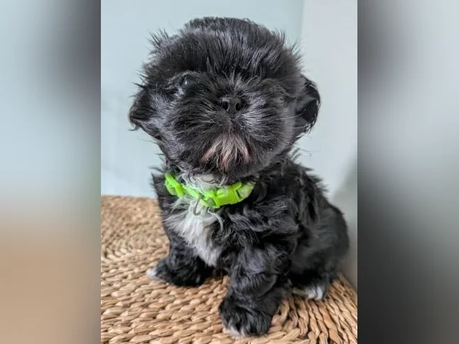 Magnifiques chiots Shih Tzu pure race à réserver