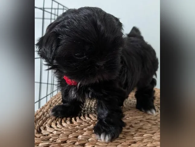 Magnifiques chiots Shih Tzu pure race à réserver thumbnail 3
