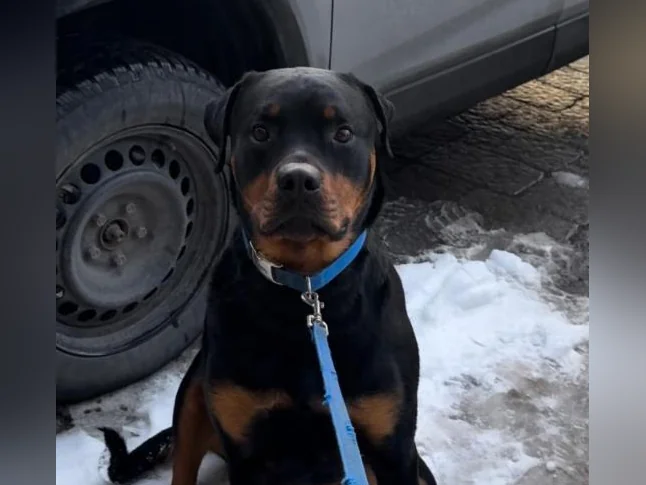 Rottweiler mâle à vendre thumbnail 10