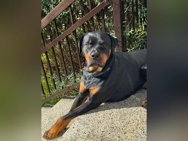 Rottweiler mâle à vendre