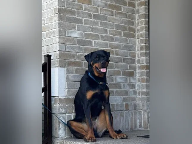 Rottweiler mâle à vendre thumbnail 8