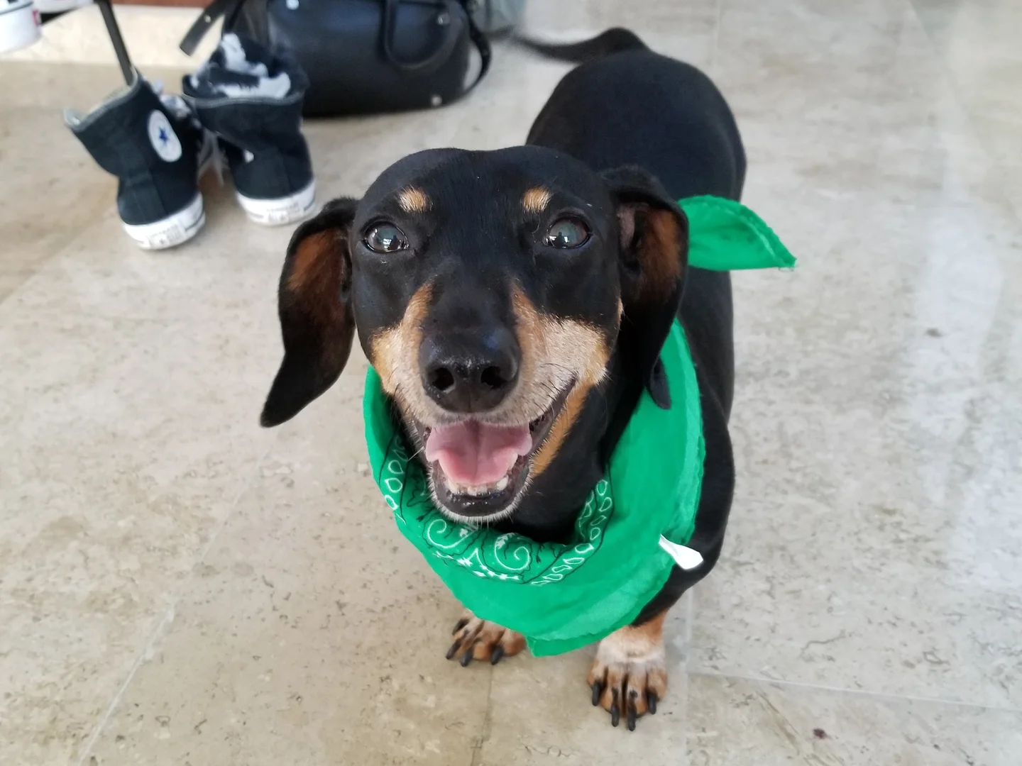 Senior Sausage Dog for Sale thumbnail 3