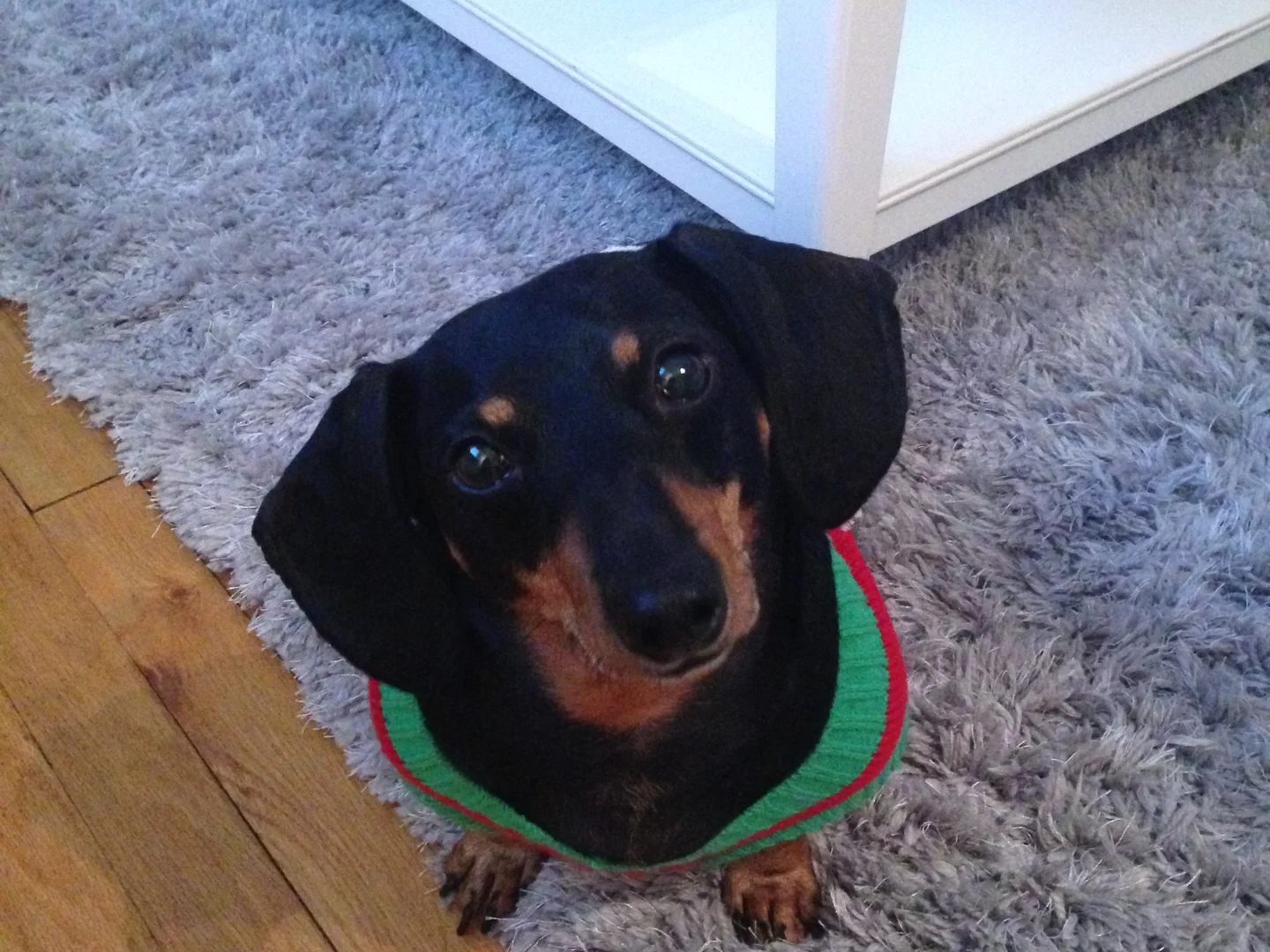 Senior Sausage Dog for Sale