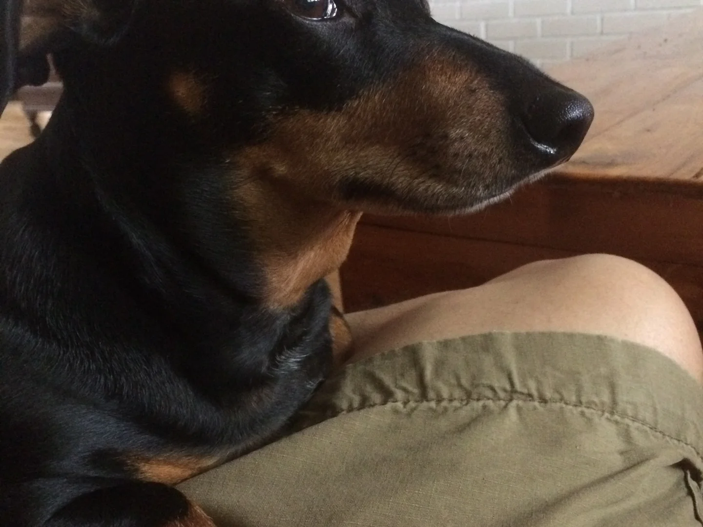 Senior Sausage Dog for Sale thumbnail 2