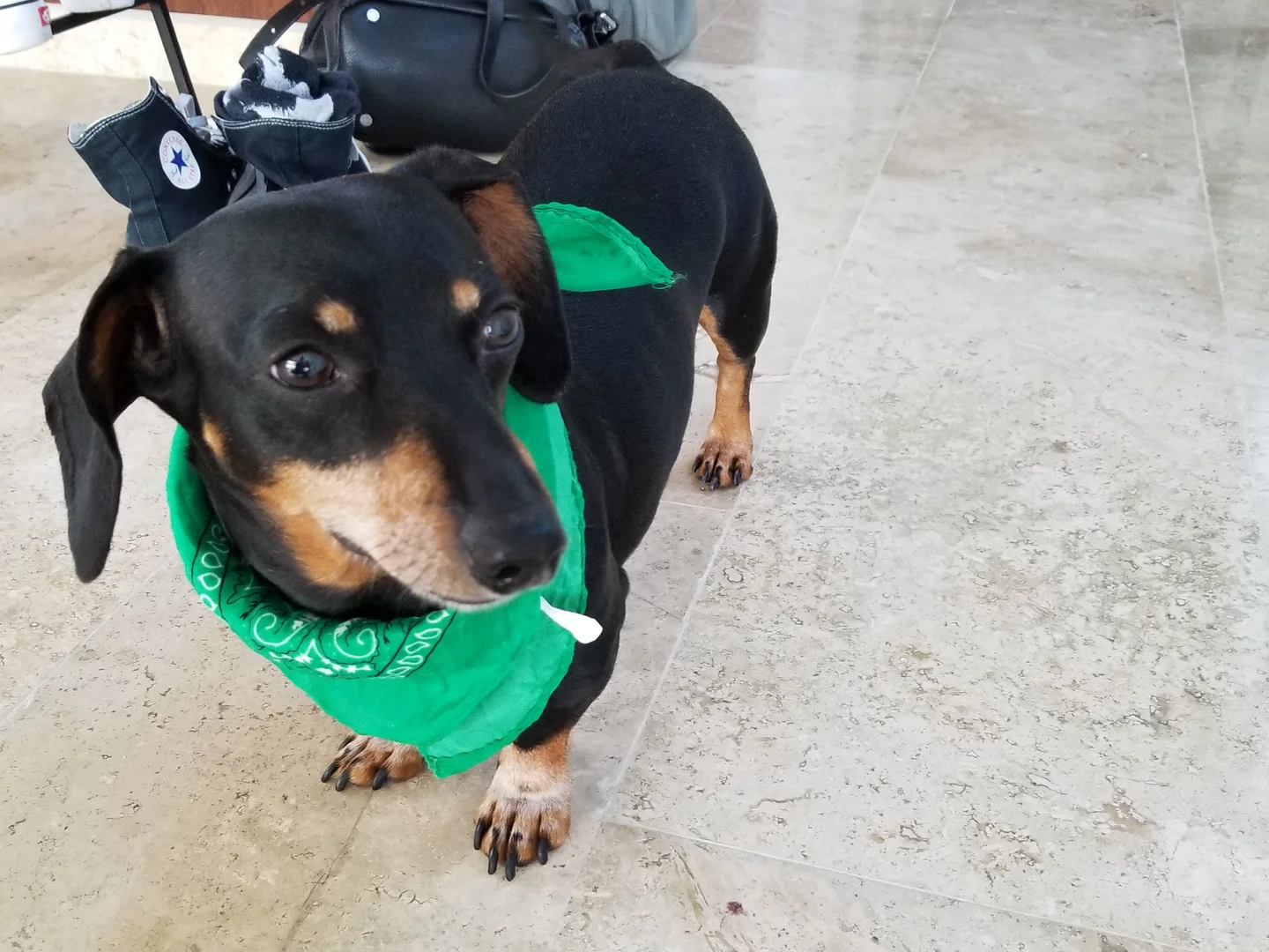 Senior Sausage Dog for Sale thumbnail 4