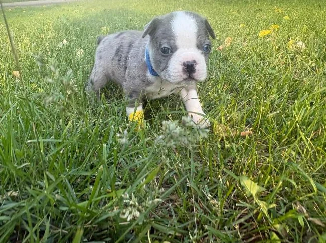 Chiot Boston terrier