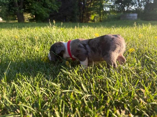 Chiot Boston terrier thumbnail 6