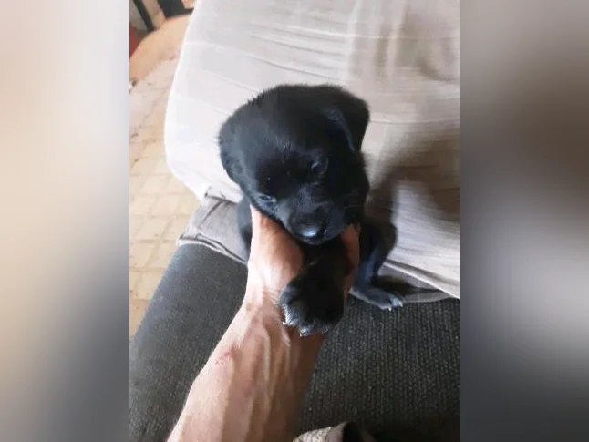 Chiot cane corso mix coley thumbnail 5