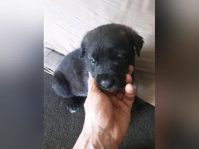 Chiot cane corso mix coley thumbnail 2
