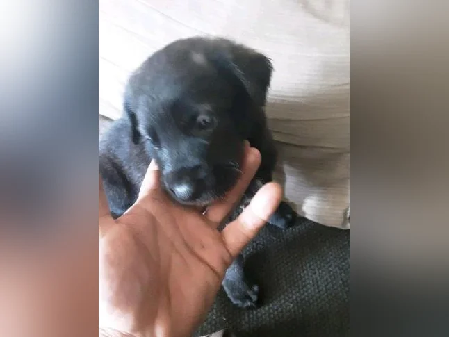 Chiot cane corso mix coley thumbnail 3
