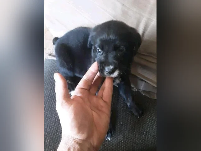 Chiot cane corso mix coley