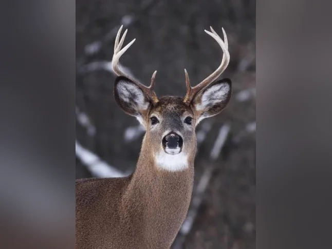 Terre a louer chasse au chevreuil