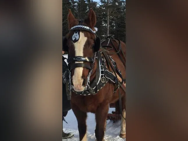 Attelage chevaux double à collier