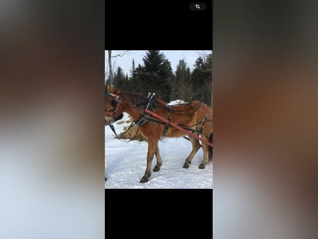 Attelage chevaux double à collier thumbnail 6