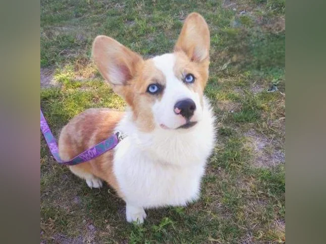 Corgis thumbnail 2