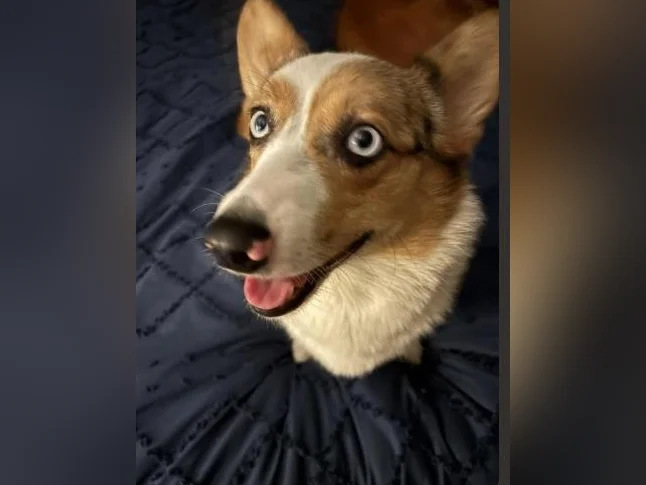 Corgis
