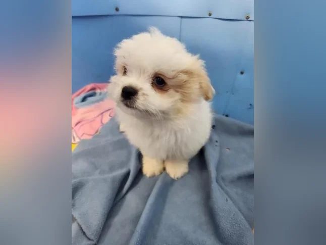 DES MODÈLES  DE CHIOTS ***  SURPRENANT  *** thumbnail 10