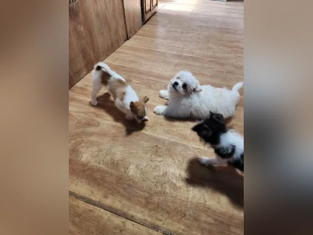 DES MODÈLES  DE CHIOTS ***  SURPRENANT  *** thumbnail 6
