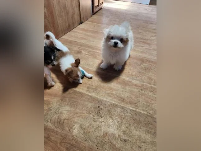 DES MODÈLES  DE CHIOTS ***  SURPRENANT  *** thumbnail 5
