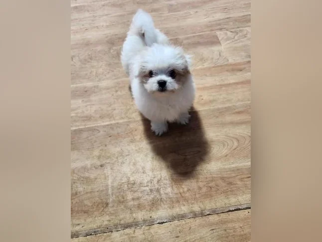 DES MODÈLES  DE CHIOTS ***  SURPRENANT  *** thumbnail 2