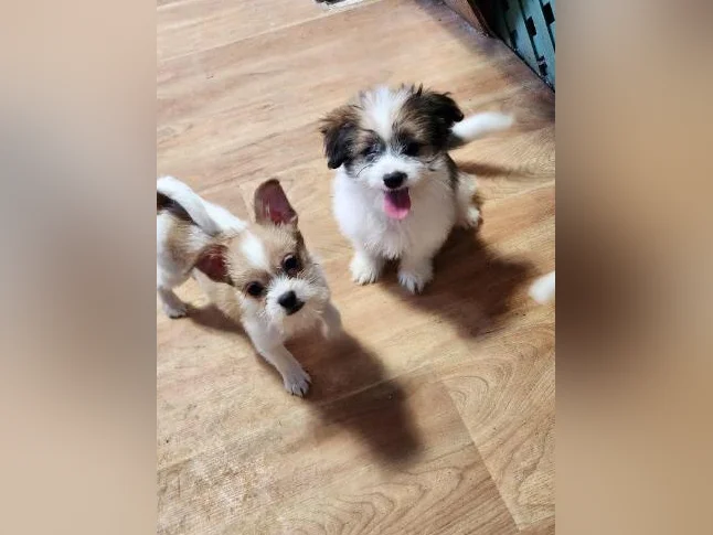 DES MODÈLES  DE CHIOTS ***  SURPRENANT  *** thumbnail 3