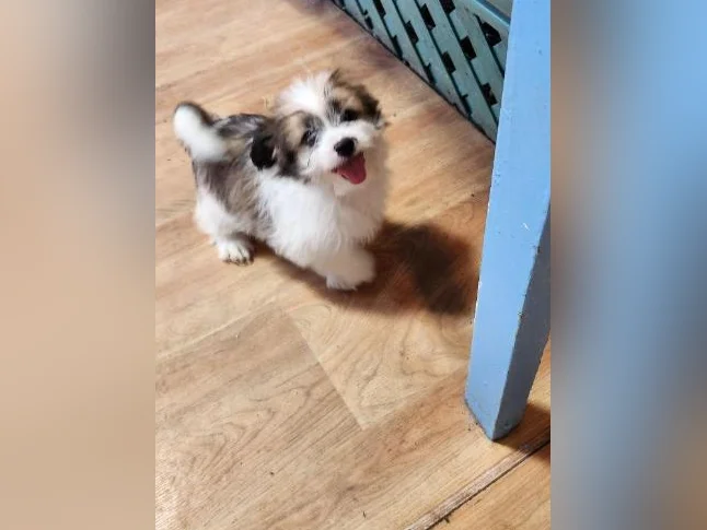 DES MODÈLES DE CHIOTS *** SURPRENANT ***