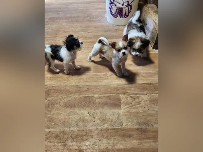 DES MODÈLES  DE CHIOTS ***  SURPRENANT  *** thumbnail 4