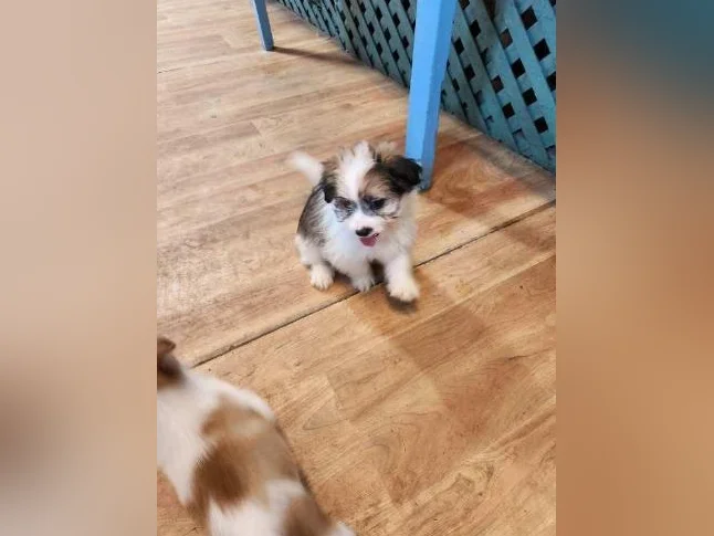 DES MODÈLES  DE CHIOTS ***  SURPRENANT  *** thumbnail 8