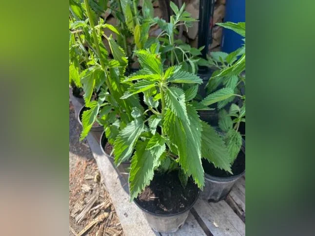Belle ortie en pot de 1 gallon