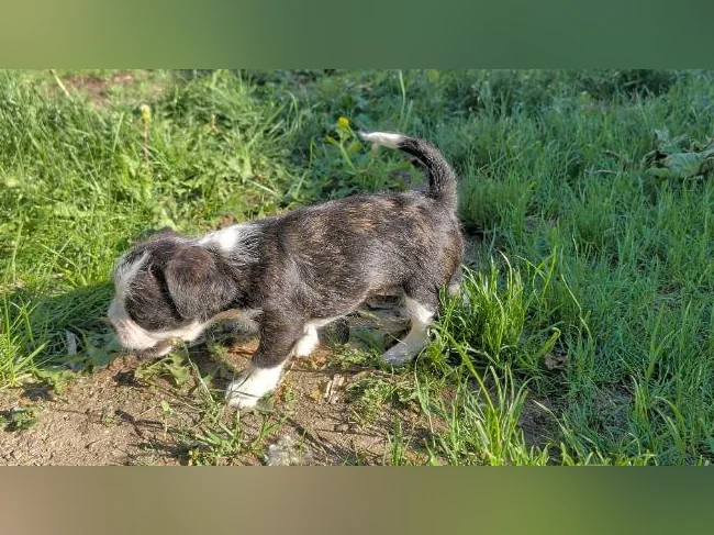 Chiot mix Boston terrier x Bichon Maltais x Shitzu thumbnail 8
