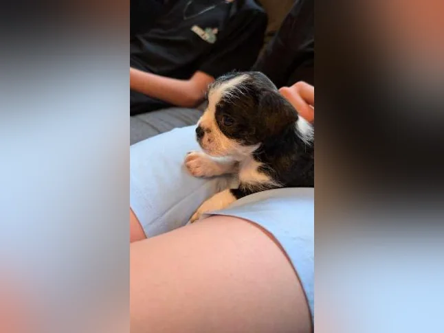 Chiot mix Boston terrier x Bichon Maltais x Shitzu thumbnail 6