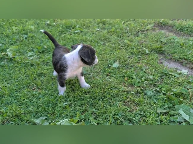 Chiot mix Boston terrier x Bichon Maltais x Shitzu thumbnail 4