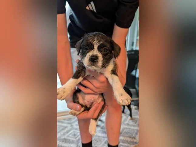 Chiot mix Boston terrier x Bichon Maltais x Shitzu thumbnail 9