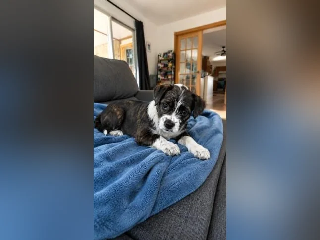 Chiot mix Boston terrier x Bichon Maltais x Shitzu