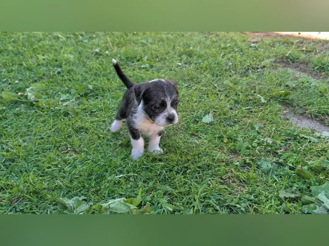 Chiot mix Boston terrier x Bichon Maltais x Shitzu thumbnail 7