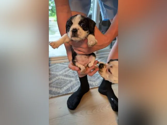 Chiot mix Boston terrier x Bichon Maltais x Shitzu thumbnail 5