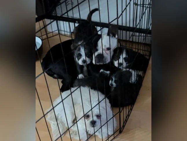 Chiot mix Boston terrier x Bichon Maltais x Shitzu thumbnail 2