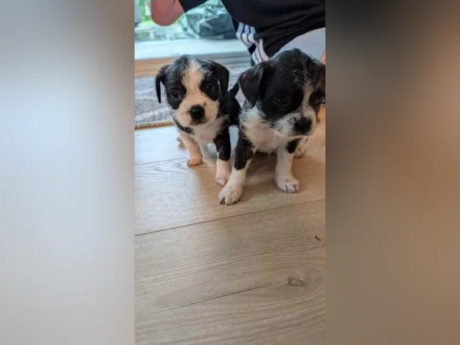 Chiot mix Boston terrier x Bichon Maltais x Shitzu thumbnail 10