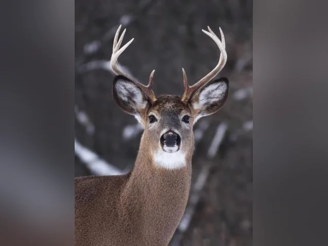 Terre a louer chasse au chevreuil
