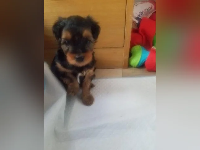 Chiots thumbnail 3