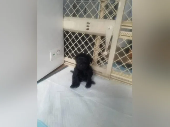 Chiots thumbnail 4