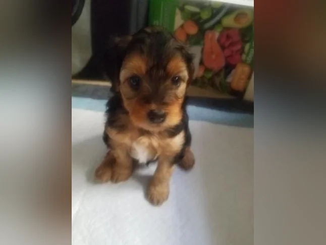 Chiots thumbnail 2